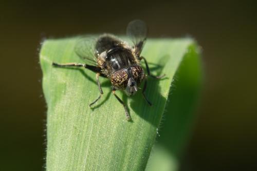 Réf. 145 688 : Eristalinus sepulchralis