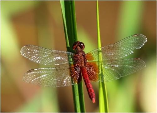Erythrodiplax ochracea