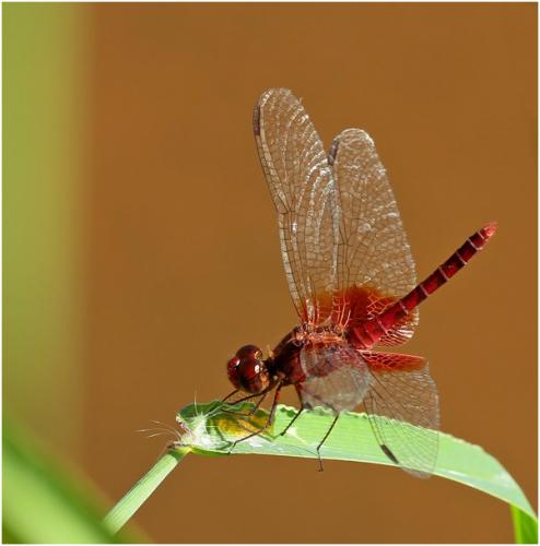 Erythrodiplax ochracea