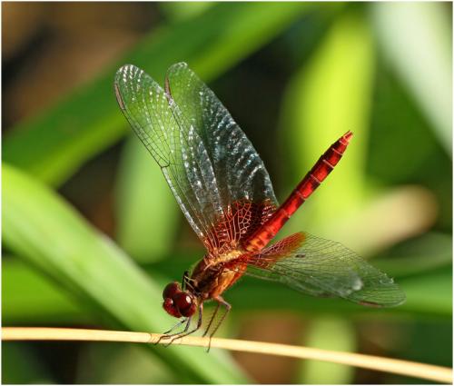 Erythrodiplax ochracea