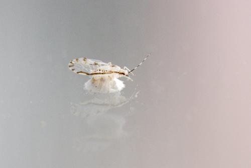 Réf. 145 992 : Eucallipterus tiliae