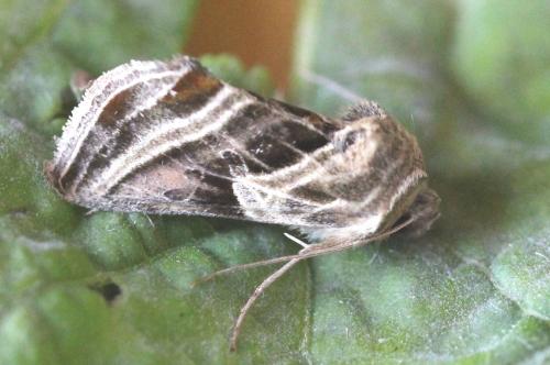 Euchalcia modestoides
