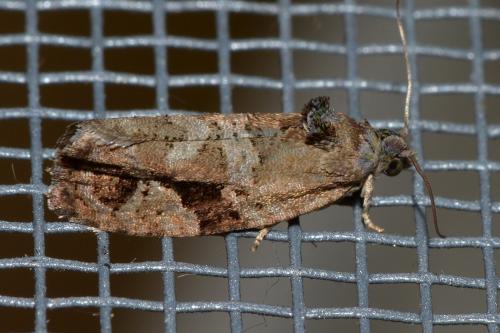 Réf. 145 990 : Eudemis porphyrana