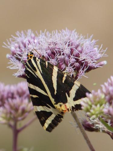 Euplagia quadripunctaria