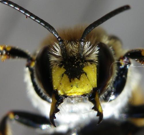 Réf. 145 142 : Anthidium manicatum