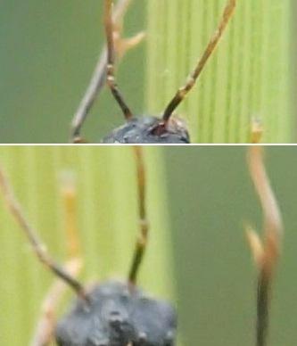 Réf. 145 711 : Tetramorium sp.