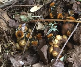 Bombus sp.