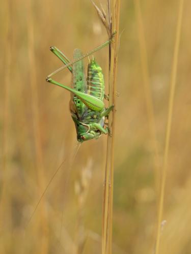 Gampsocleis glabra