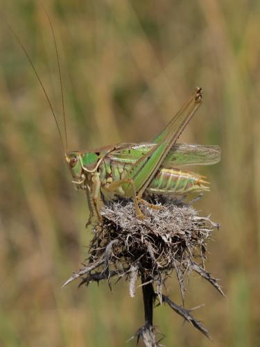 Gampsocleis glabra