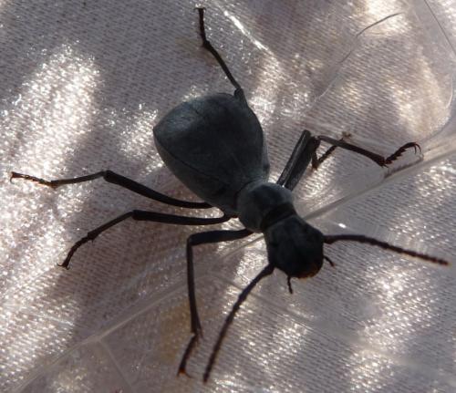 Réf. 145 791 : Leptoderis solieri