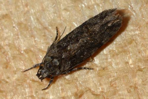 Carpatolechia fugacella