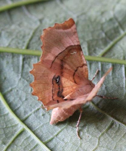 Réf. 145 092 : Selenia lunularia