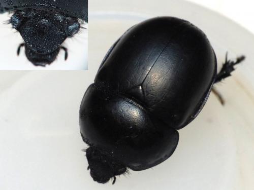 Réf. 145 574 : Trypocopris vernalis