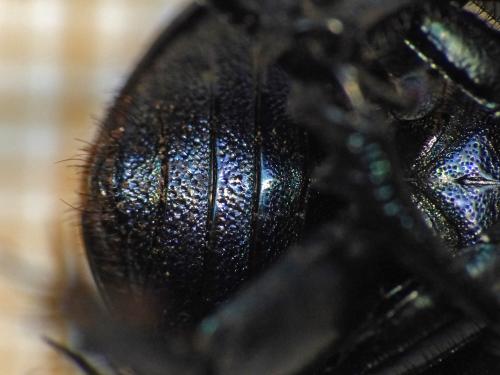 Réf. 145 614 : Trypocopris vernalis