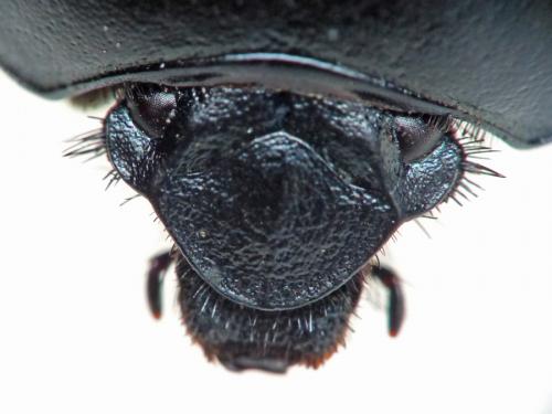 Réf. 145 615 : Trypocopris vernalis