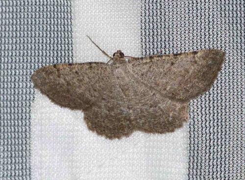 Réf. 145 949 : Gnophos perspersata
