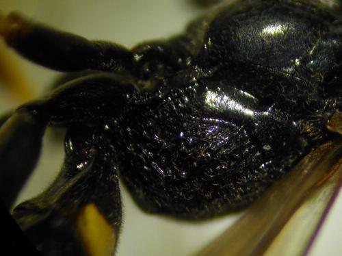 Gorytes planifrons
