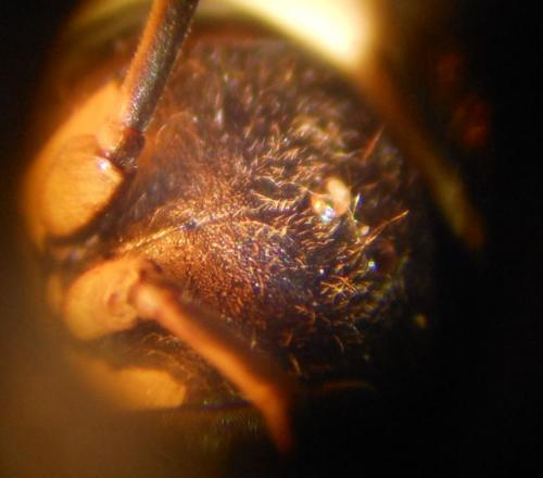 Gorytes planifrons