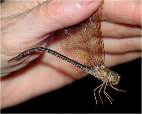 Gynacantha nervosa