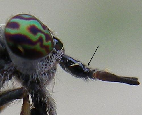 Haematopota pluvialis