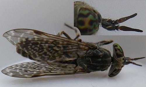 Haematopota pluvialis