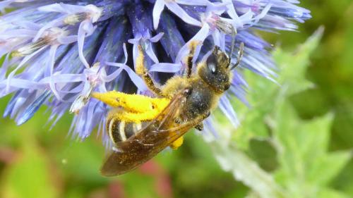 Réf. 145 427 : Halictus sp.