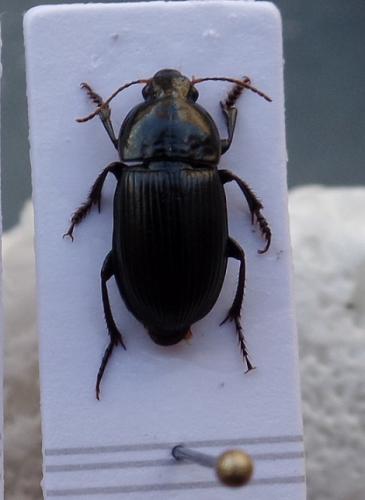 Réf. 145 268 : Harpalus serripes