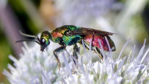 Hedychrum sp.