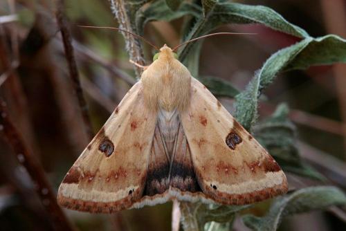 Réf. 145 518 : Heliothis peltigera