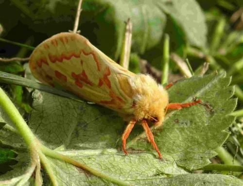 Hepialus humuli