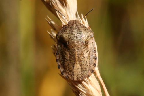 Réf. 145 761 : Eurygaster maura