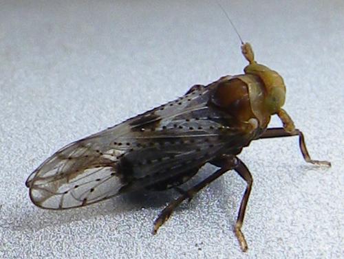 Réf. 145 414 : Conomelus sp.