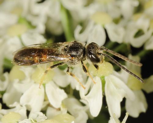 Lasioglossum sp.