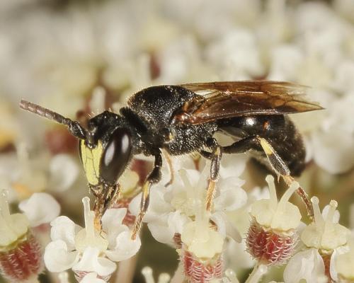 Réf. 145 253 : Hylaeus sp.