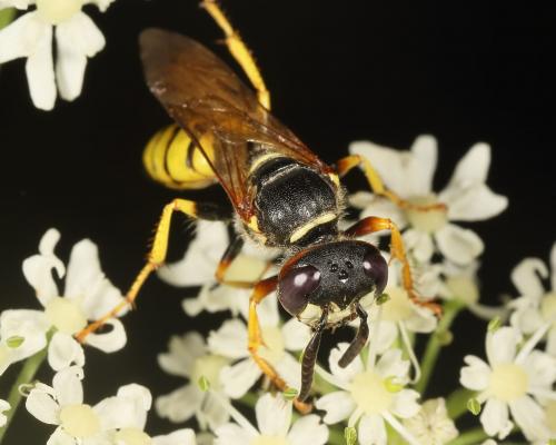 Philanthus triangulum