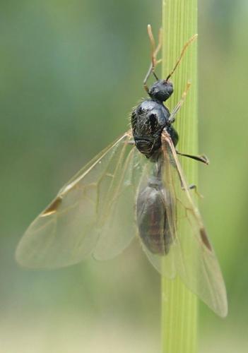 Réf. 145 686 : Tetramorium sp.