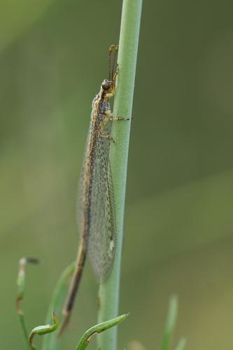 Réf. 145 318 : Macronemurus appendiculatus
