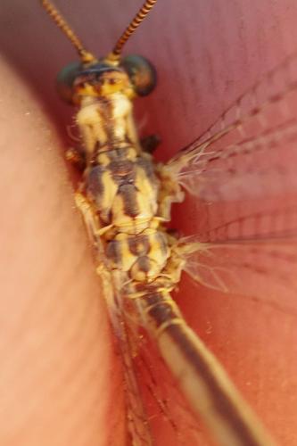 Réf. 145 319 : Macronemurus appendiculatus