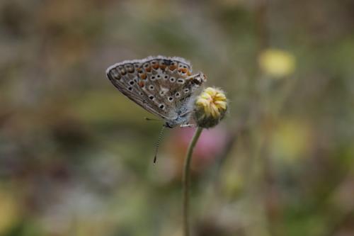 Polyommatus icarus