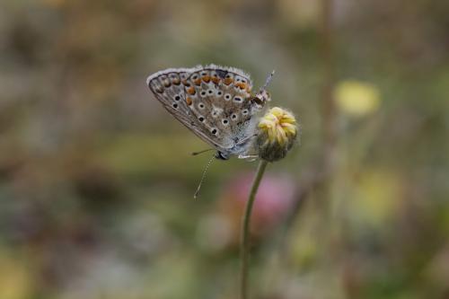 Polyommatus icarus