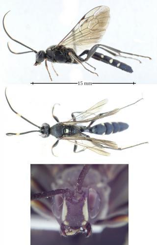 Coelichneumon cyaniventris