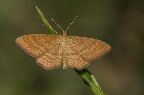Idaea ochrata