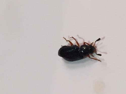 Necrobia rufipes
