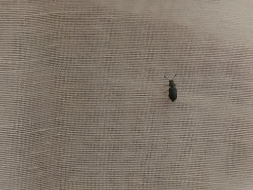 Necrobia rufipes