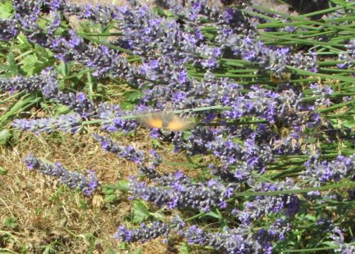 Macroglossum stellatarum