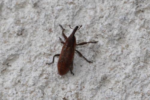 Lixus sp.