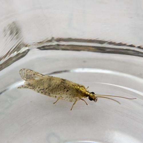 Hemerobius sp.