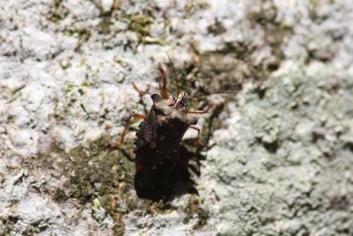 Pentatoma rufipes