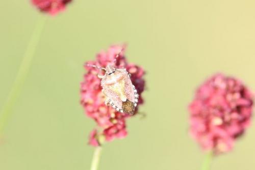 Réf. 145 710 : Dolycoris baccarum