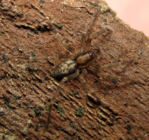 Liocranum rupicola